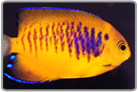 Shepard's Angelfish
